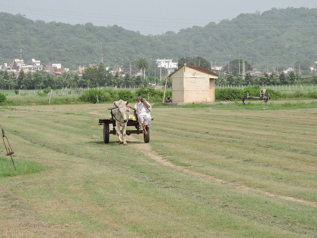 Indian farmer arriving at the field with a bullock cart