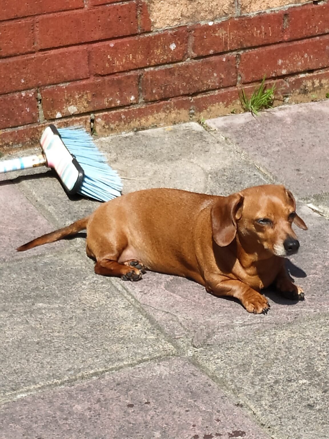 Coolest Cities in India Today Dog resting in the summer sun