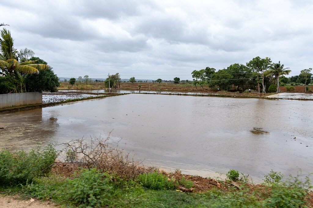 Best Weather for Farming: What Farmers Should Know Flooded paddy field in Karnataka during monsoon
