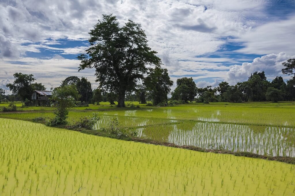 Green paddy fields under cloudy monsoon sky