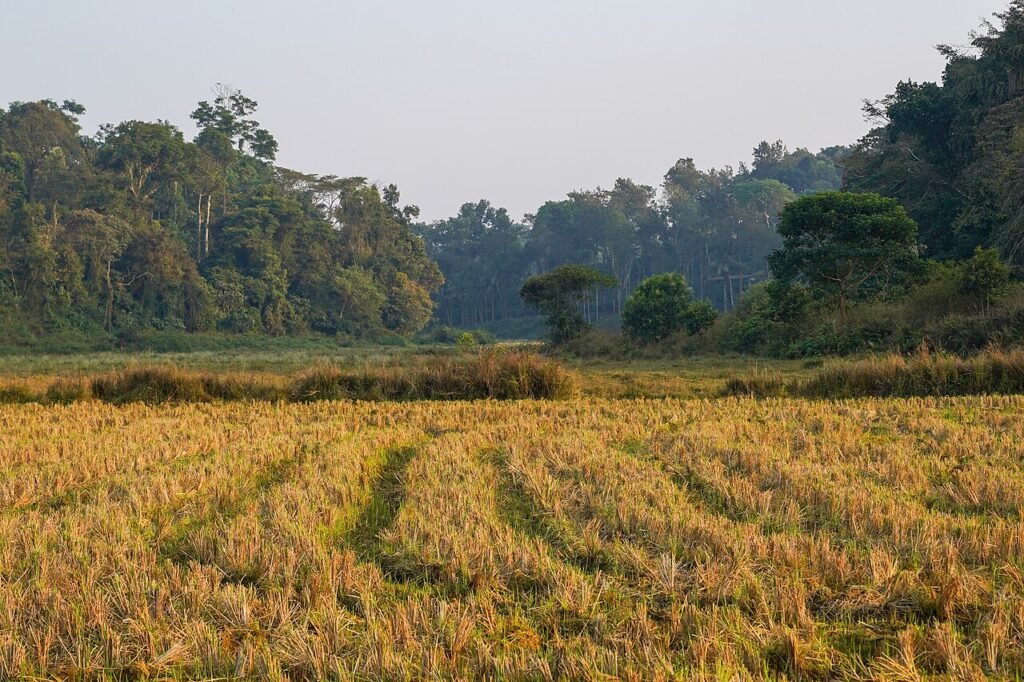 Paddy field stubble in Coorg, Karnataka