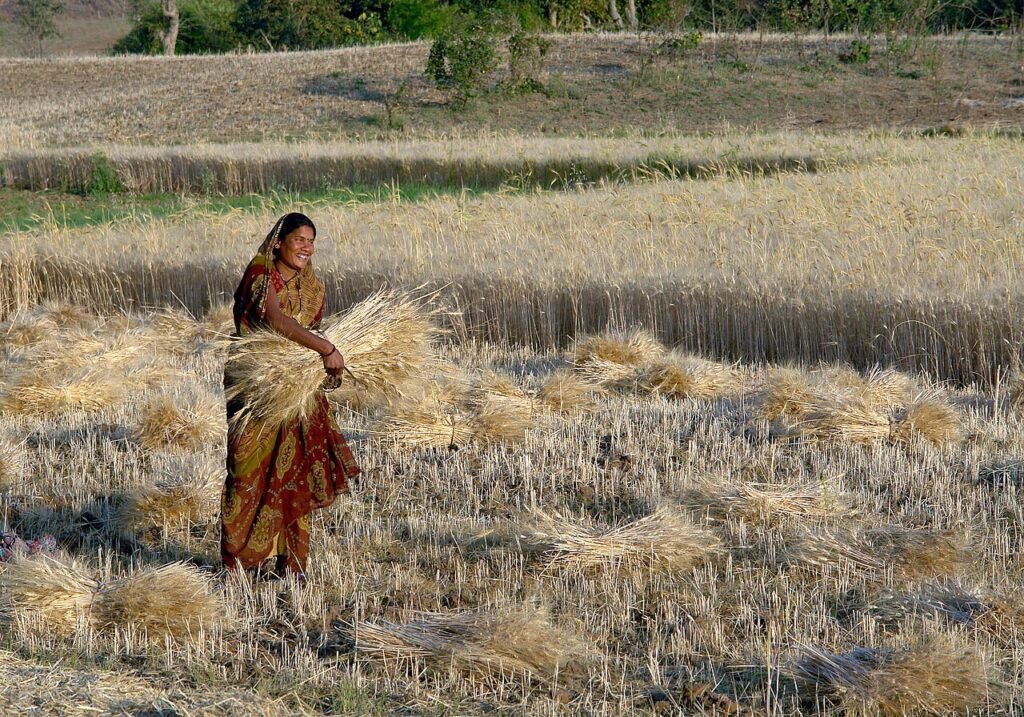 Farmer harvesting wheat in Madhya Pradesh, India